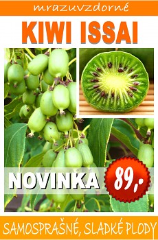 KIWI ACTINIDIA ARGUTA "ISSAI" - samosprašné