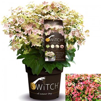 HORTENZIE ´SWITCH OPHELIA WHITE´ kont. 7,5L