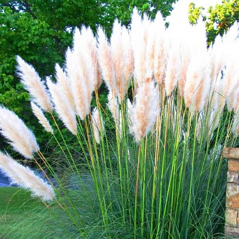KORTADERIE ´WHITE FEATHER´ 