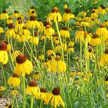 TŘAPATKA PODIVNÁ (Echinacea paradoxa var. paradoxa)