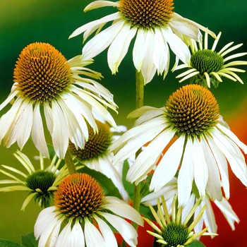 TŘAPATKA NACHOVÁ ´ALBA´ ko P9