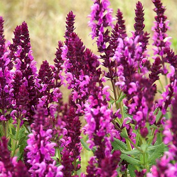 ŠALVĚJ HAJNÍ ´ROSE QUEEN´