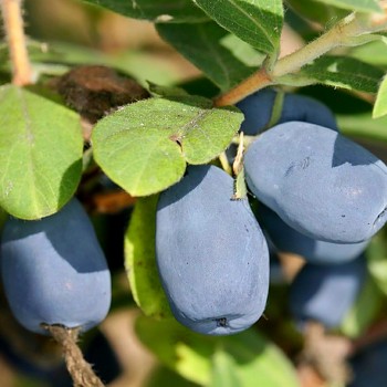 ZIMOLEZ KAMČATSKÝ ´INDIGO GEM´  kont. 2,5L