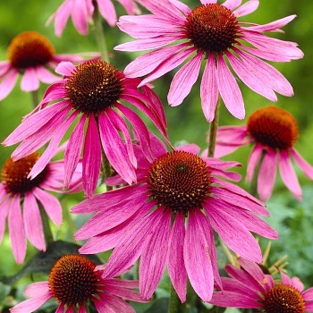 TŘAPATKA ´MAGNUS´ kont. P9