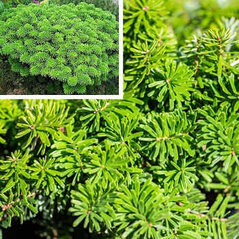 KOREJSKÁ JEDLE - BRILLANT  kont. 2,5L