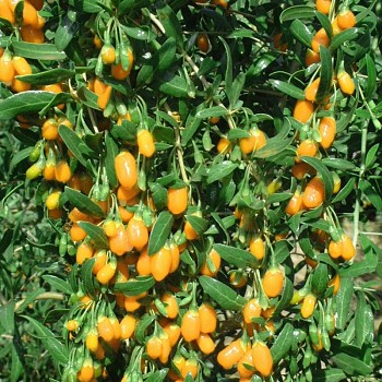 GOJI - KUSTOVNICE ČÍNSKÁ ´GOJI GOLDEN´ kont. 1,5L