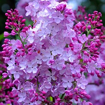 KEŘOVÝ ŠEŘÍK ´HORTENSJA´  kont. 4L