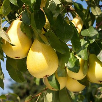 HRUŠEŇ ´SOLANKA´ - hr.semenáč