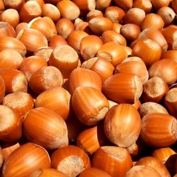 LÍSKA ´WEBBOVA´ výška 100 -125 cm