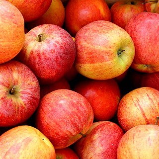 JABLOŇ SELENA - Podnož P14