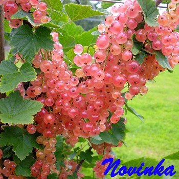 RYBÍZ RŮŽOVÝ PINK CHAMPAGNE - stromkový
