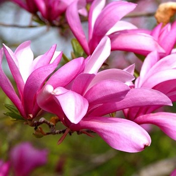 MAGNOLIE ´BETTY´  kont. 3L