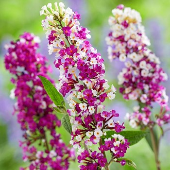 KOMULE DAVIDOVA ´BERRIES and CREAM´® kont. 3L