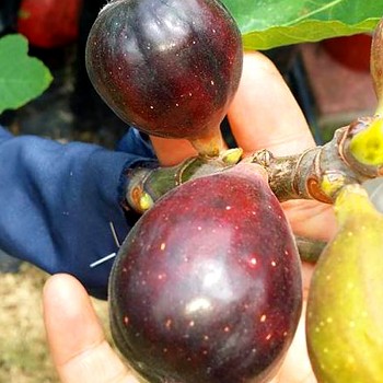 FÍKOVNÍK ´TURCA´ kont. 2L