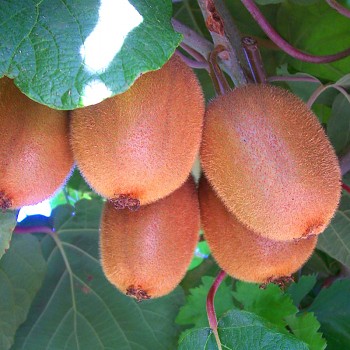 KIWI ´ZAKARPACIJA´ SAMOSPRAŠNÉ kont. 3L