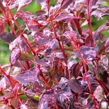 DŘIŠŤÁL THUNBERGŮV ´ROSE GLOW´ kont 4L