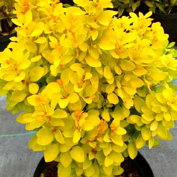 DŘIŠŤÁL ´SENSATION´ kont. 2,5L 