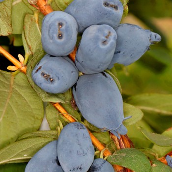 ZIMOLEZ KAMČATSKÝ ´BOREAL BEAST®´