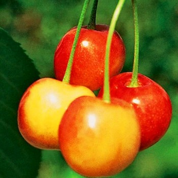 TŘEŠŇOVIŠEŇ ´KRÁLOVNA HORTENSIE´ Podnož - Mahalebka