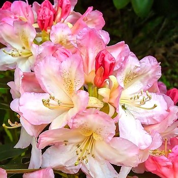 RHODODENDRON ´PERCY WISEMAN´ - zakrslý