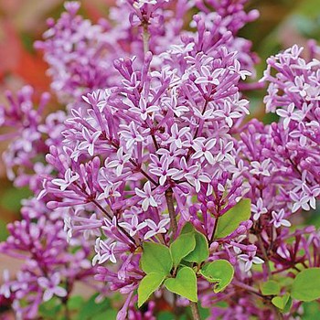 ŠEŘÍK MEYERŮV ´PALIBIN´ - keřový kont. 2L