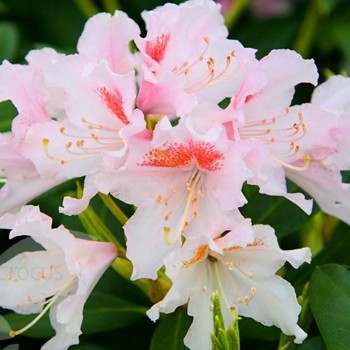 RHODODENDRON ´CUNNINGHAM´S WHITE´ kont. 3L