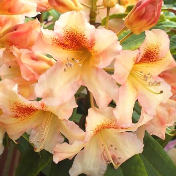 RHODODENDRON XXL ´BERNSTEIN´ kont. 2L
