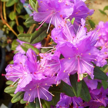 JAPONSKÝ RHODODENDRON ´RAMAPO´