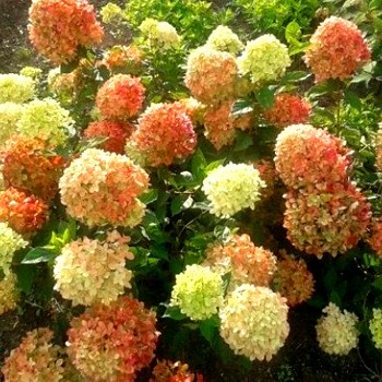 HORTENZIE ´LITTLE LIME®´ - ZAKRSLÁ kont. 1,4L