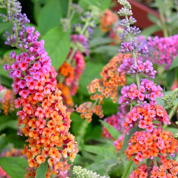 KOMULE DAVIDOVA ´FLOWER POWER®´  kont. 1,4L