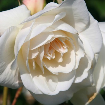 RŮŽE VELKOKVĚTÁ ´KORBIN´ kont. 3L