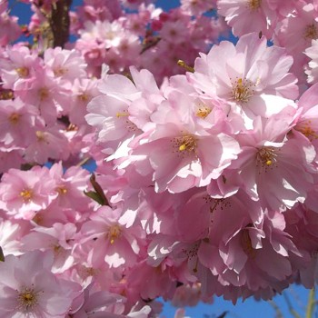 OKRASNÁ TŘEŠEŇ - SAKURA ACCOLADE kont. 7,5L