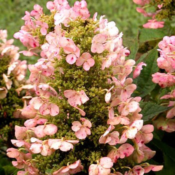 HORTENZIE DUBOLISTÁ ´MUNCHKIN® ´ ko 2L