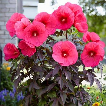 IBIŠEK BAHENNÍ ´PINK PASSION´® kont. 2L