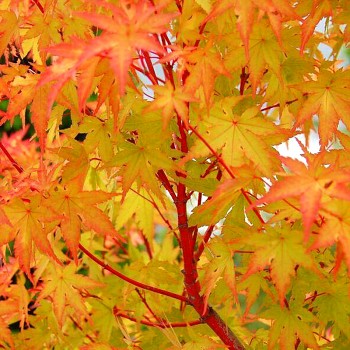 JAVOR DLANITOLISTÝ ´SANGOKAKU´ kont. 2L