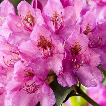 RHODODENDRON XXL ´CONSTANZE´ ko 2L