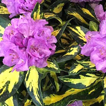 RHODODENDRON XXL´BLATTGOLD´ kont. 2L