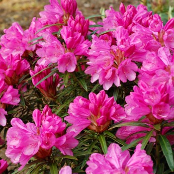 RHODODENDRON XXL ´GRAZIELLA´ kont. 2L