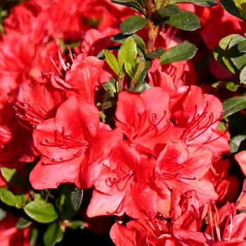 JAPONSKÁ AZALKA ´HOT SHOT´  