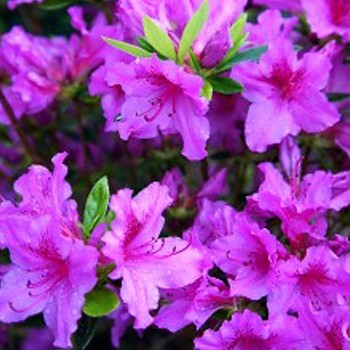 JAPONSKÁ AZALKA ´BLAU DANUBE´ 