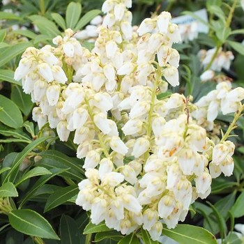 PIERIS ´DEBUTANTE´( Pieris japonica Debutante)