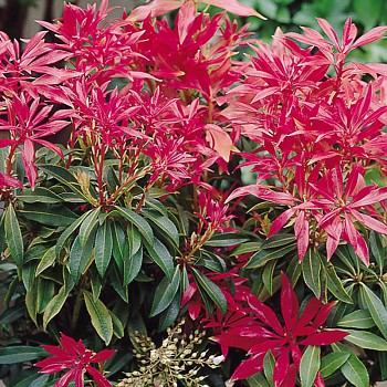 PIERIS ´FOREST FLAME´( Pieris japonica Forest Flame)