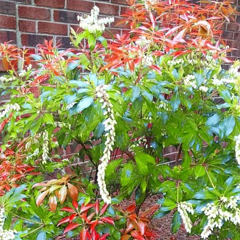PIERIS ´MOUNTAIN FIRE´( Pieris japonica Mountain Fire)