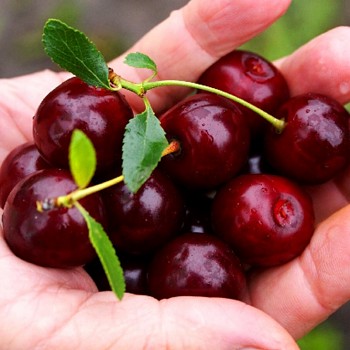 VIŠEŇ ´CARMINE JEWEL´ - KEŘOVÁ kont. 1,3L