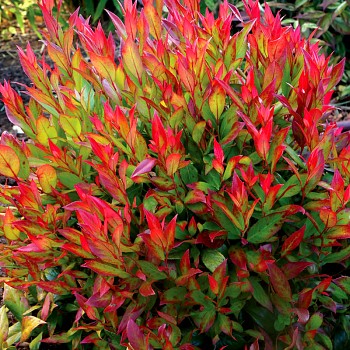 LEUCOTHOE ´LITTLE FLAMES´(Leucothoe Little Flames)