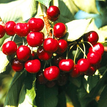 TŘEŠEŇ ´HALKA´ Samosprašná 
