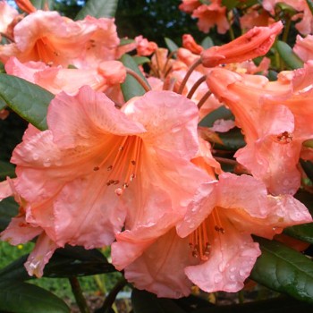 RHODODENDRON XXL ´TORTOISESHELL ORANGE´ ko 5L