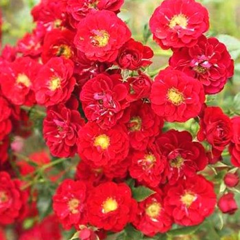 RŮŽE PŮDOPOKRYVNÁ ´ROTE THE FAIRY´ ko 1,4L