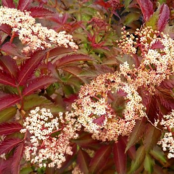 ČERNÝ BEZ ´SERENADE´ kont. 4L