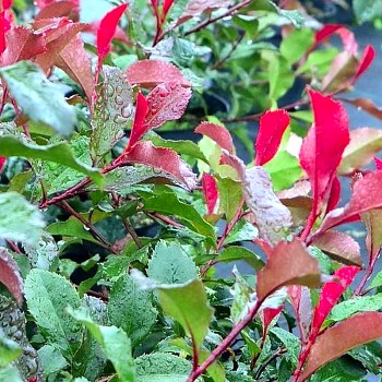 BLÝSKAVKA FRASEROVA ´CORALLINA´ kont. 2,5L